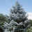 Abies concolor.png